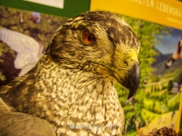 Raubvogel im Waldkabinett