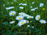 Wiese